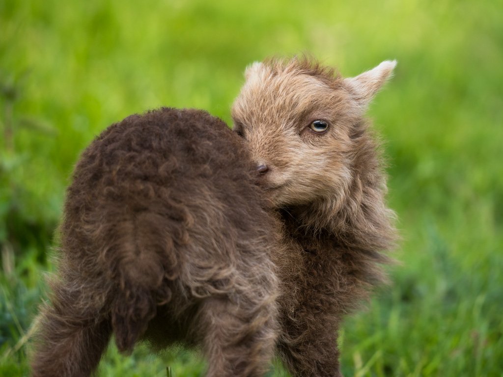 20230501-5170 Lamm, Ouessantschaf, lamb,  schaf, lamm, ushant sheep, ouessant sheep, 