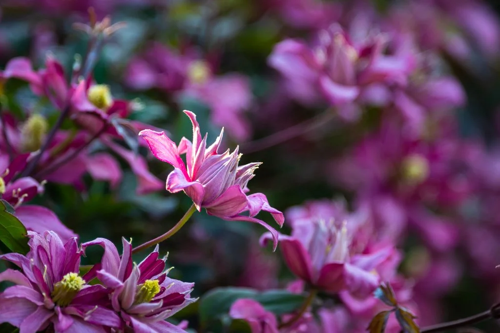 20210530-5428 Clematis,blüten, pink, blossom, garten, garden 