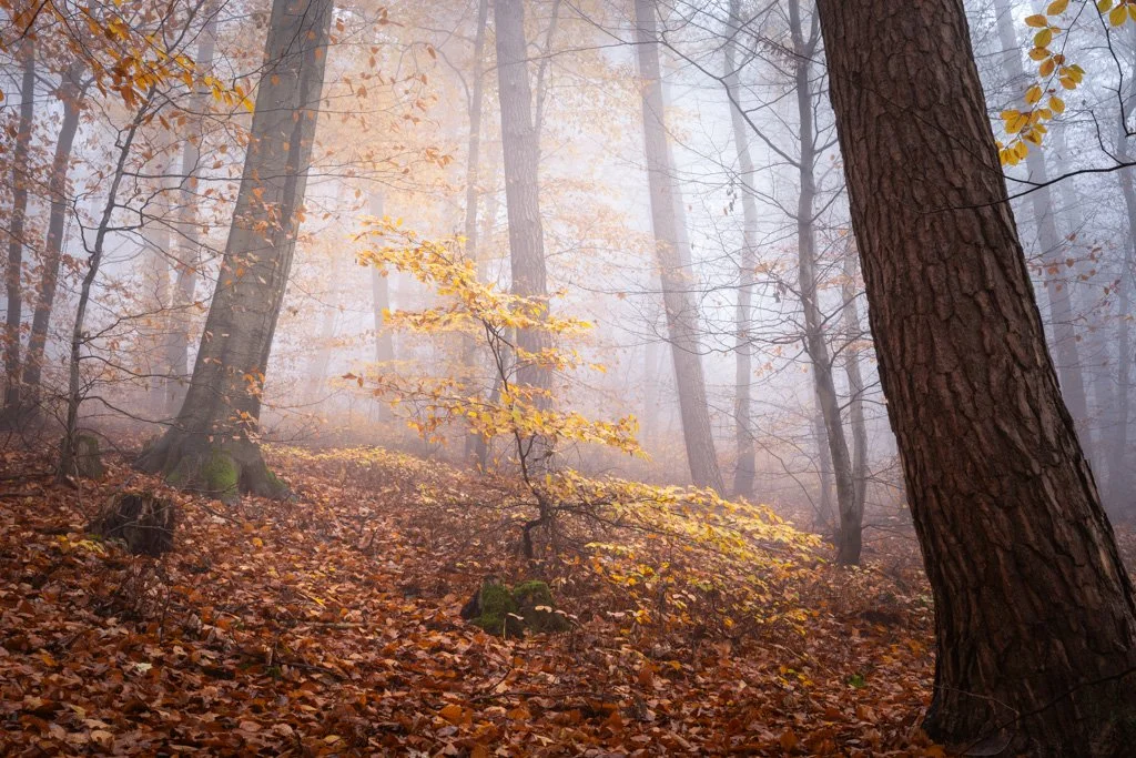 20221126-0562 Kleiner Odenwald im Herbst bei Nebel, eine kleine Buche in der Mitte