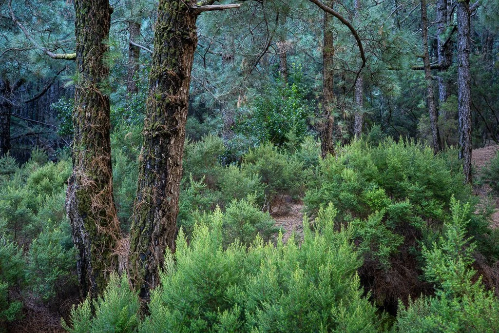 20260123_8716_Baum_Kanarische_Kiefer_La_Palma_Pino_canario_Islas_Canarias_Kanarische_Inseln_Wald_pinera.jpg