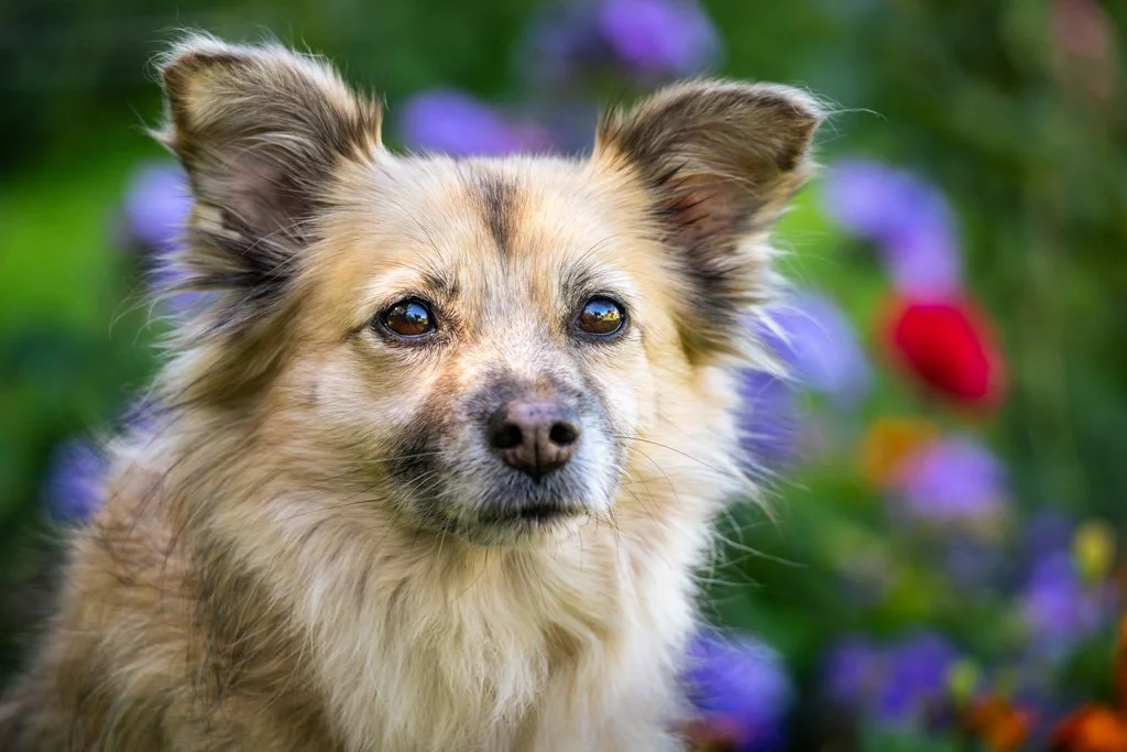 20230905-9728 Ältere Mischlingshündin, hund, dog, portrait, 