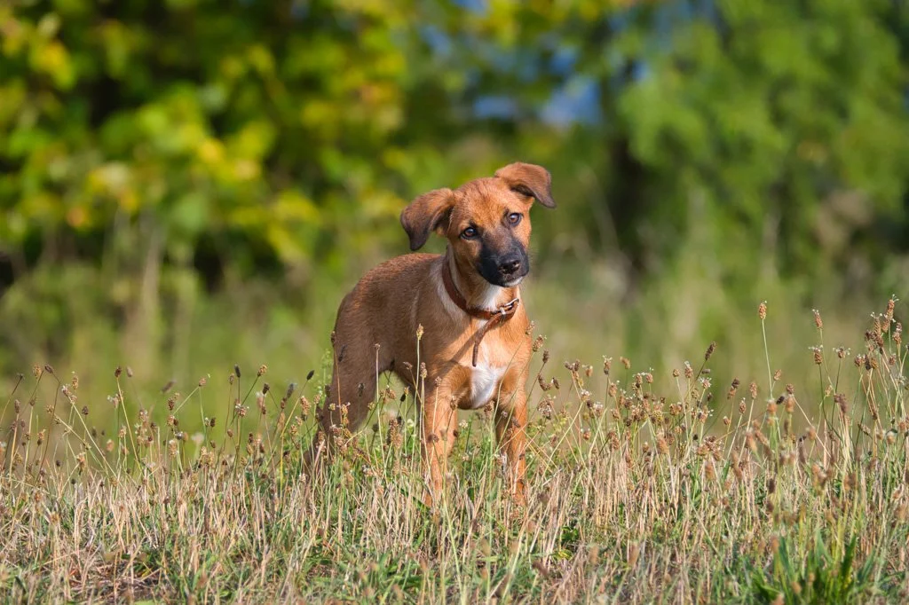 20200912-2973 Junge Mischlingshündin, hund, dog, puppy, jung, mixed breed, 