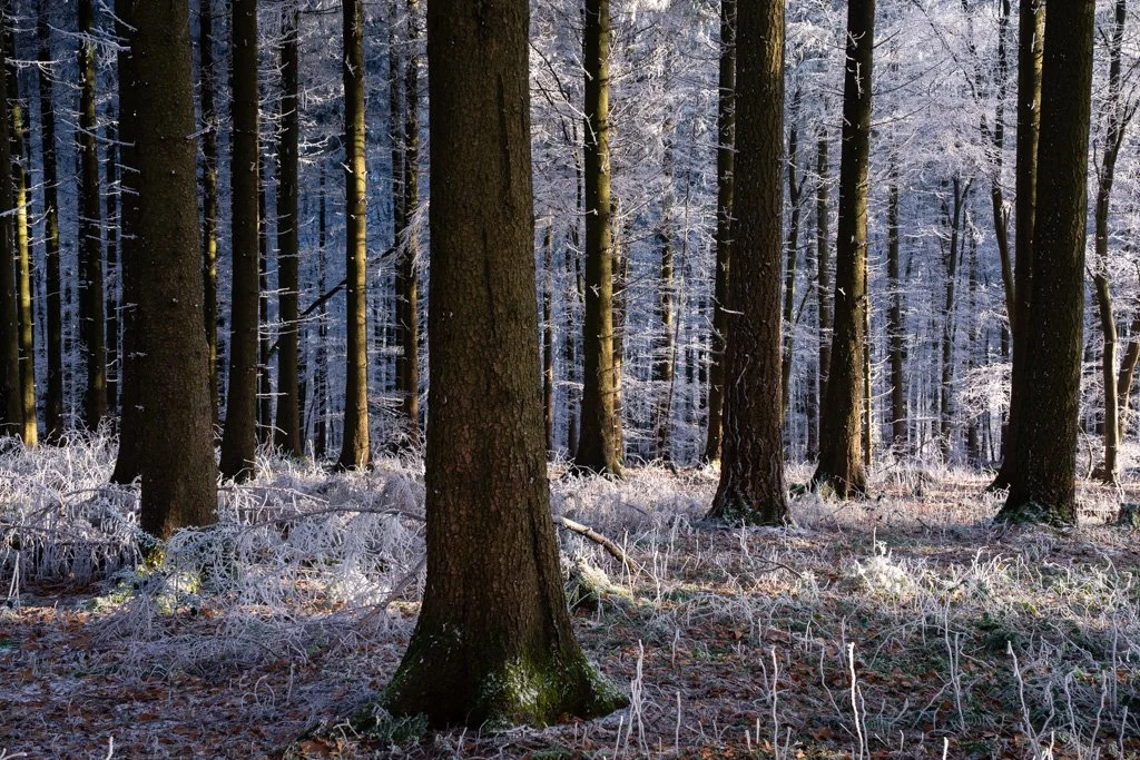 20241231-3212 Winterwald mit Raureif auf dem Königstuhl