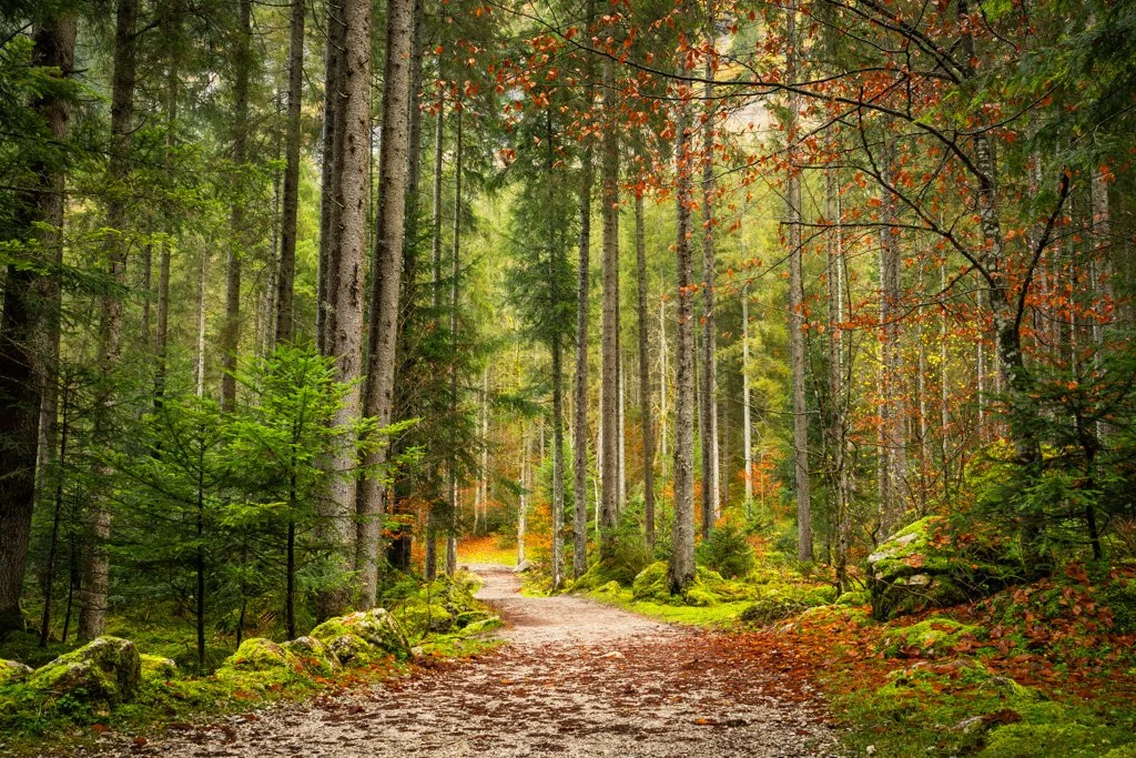 20221026-1977 Waldweg beim Gosausee im Herbst