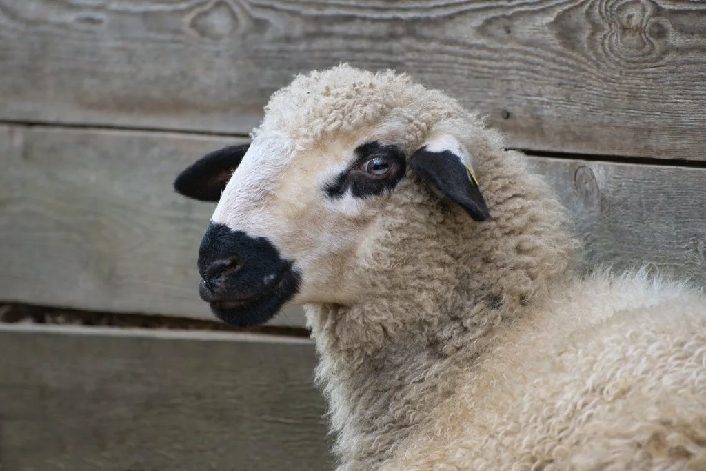 20200810-2722 Schaf