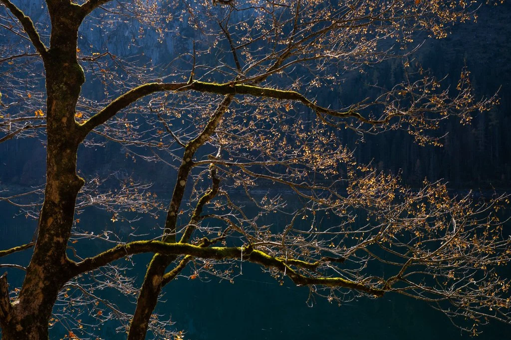 20221018-1103 Ahornbaum am Gosausee im Herbst