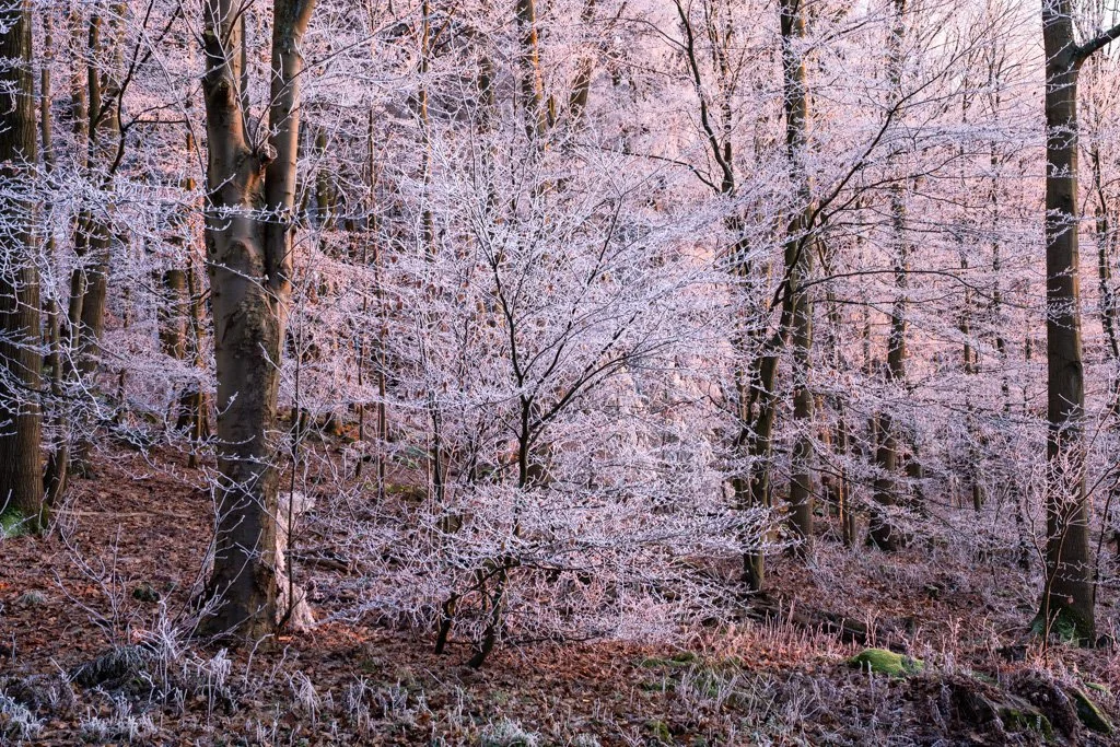 20241231-3418 Winterwald mit Raureif auf dem Königstuhl