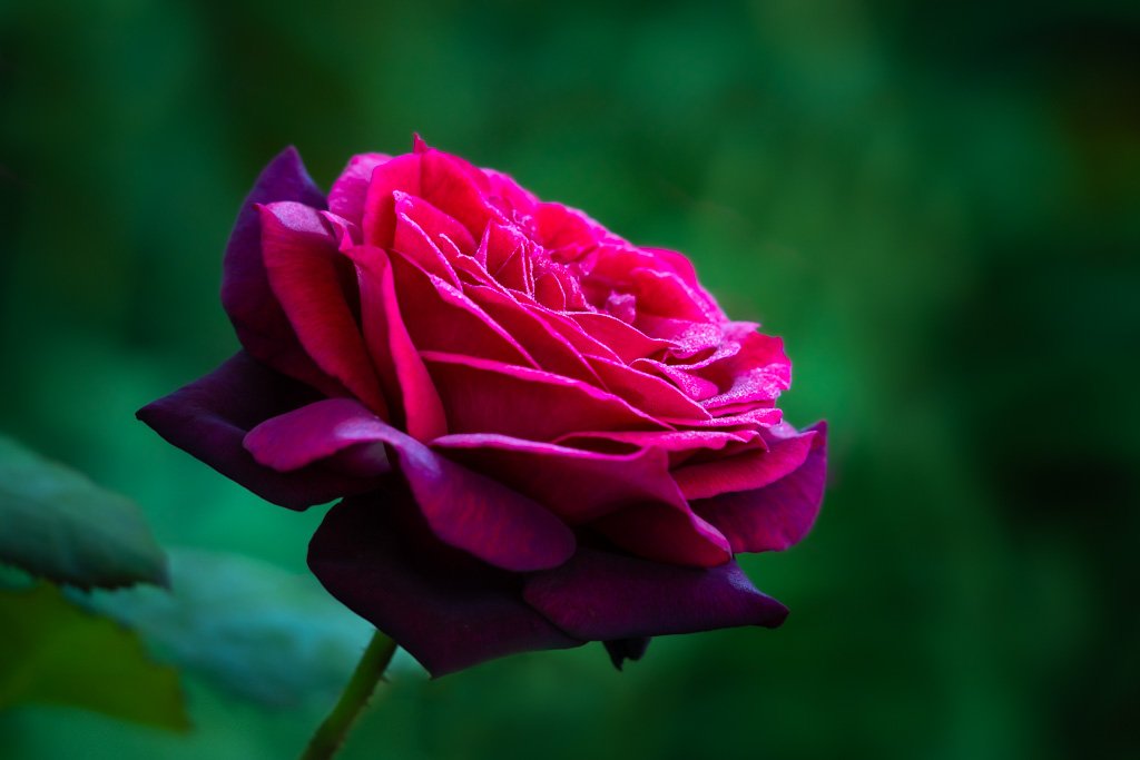 20230908-1661 Rote Rose Gräfin Diana, garten, garden, red