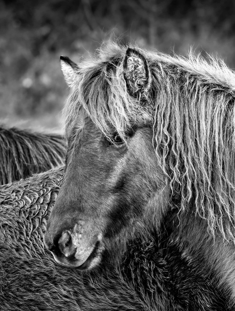 20211103-7279 Islandpferd, pony, icelandic horse, portrait, kopf,