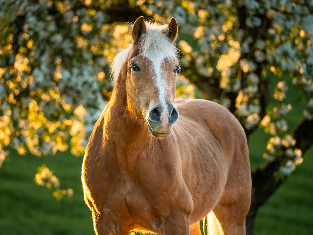 20260424_1043 Haflinger
