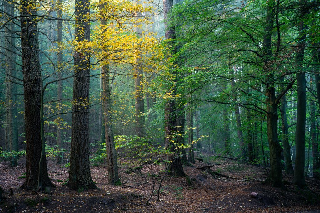 20231023-0276 Kleiner Odenwald im Herbst, Hollmuth bei Neckargemünd