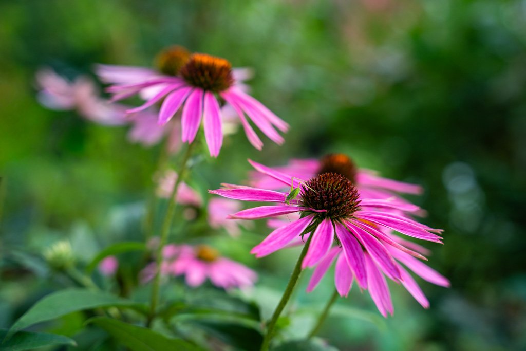20240722-8190 Echinacea mit kleinem Grashüpfer