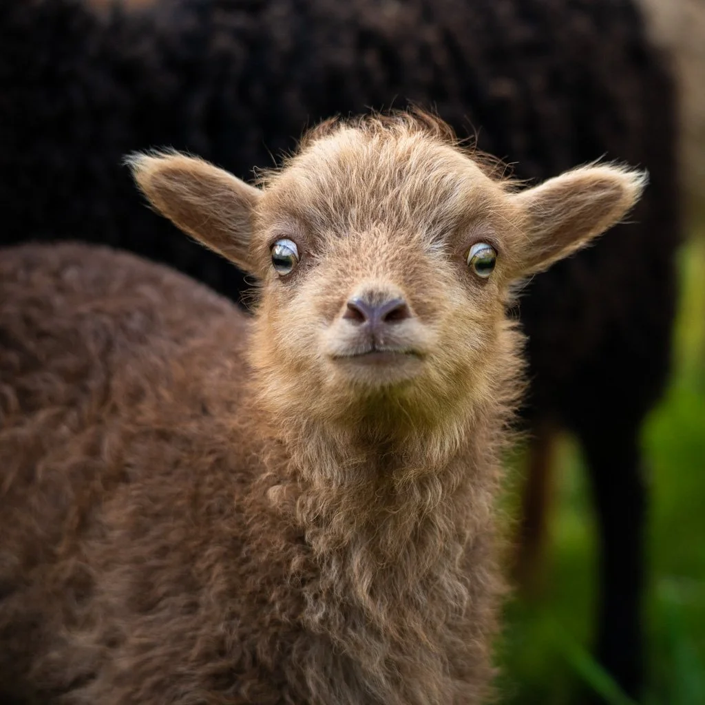 20230501-5166 Lamm, Ouessantschaf, lamb,  schaf, lamm, ushant sheep, ouessant sheep, portrait, kopf