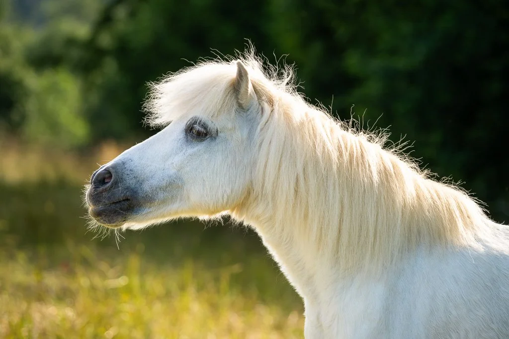 20260607_1901 Shetlandpony, Portrait, Schimmel