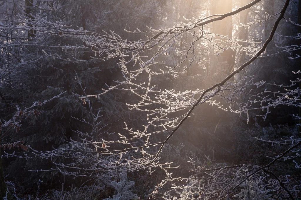 20241231-3166 Winterwald mit Raureif auf dem Königstuhl