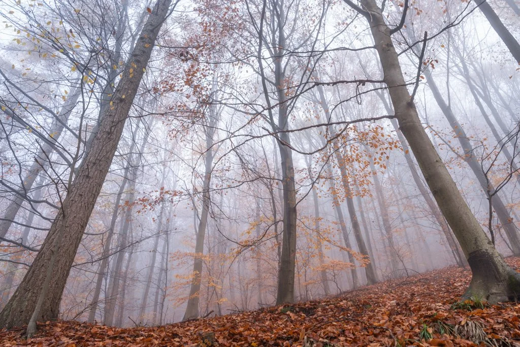 20221126-0515 Kleiner Odenwald im Herbst bei Nebel