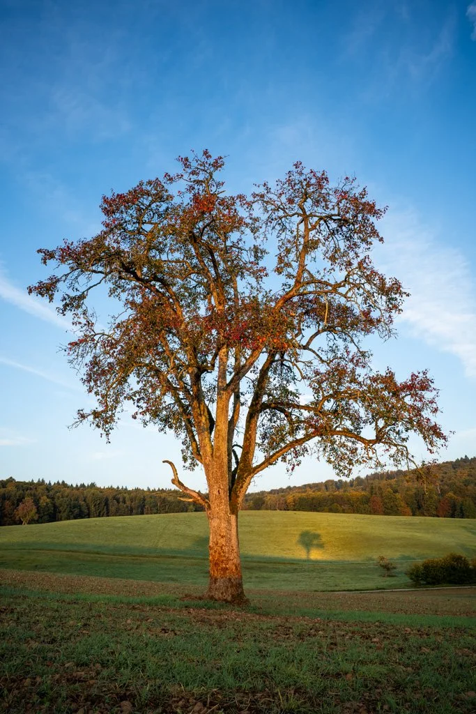 20231001-0150 Birnbaum mit Schatten