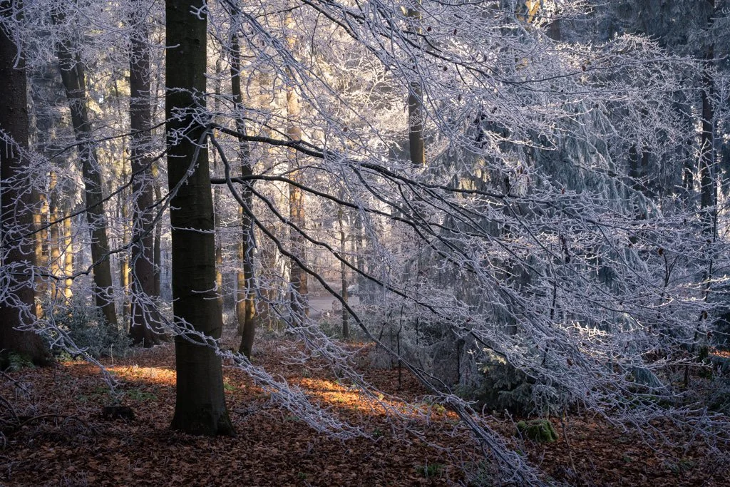 20241231-3174 Winterwald mit Raureif auf dem Königstuhl