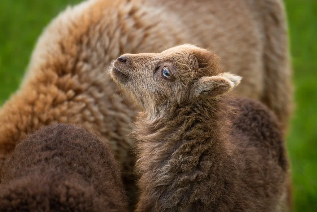 20230501-5108 Lamm, Ouessantschaf, lamb,  schaf, lamm, ushant sheep, ouessant sheep, portrait, kopf