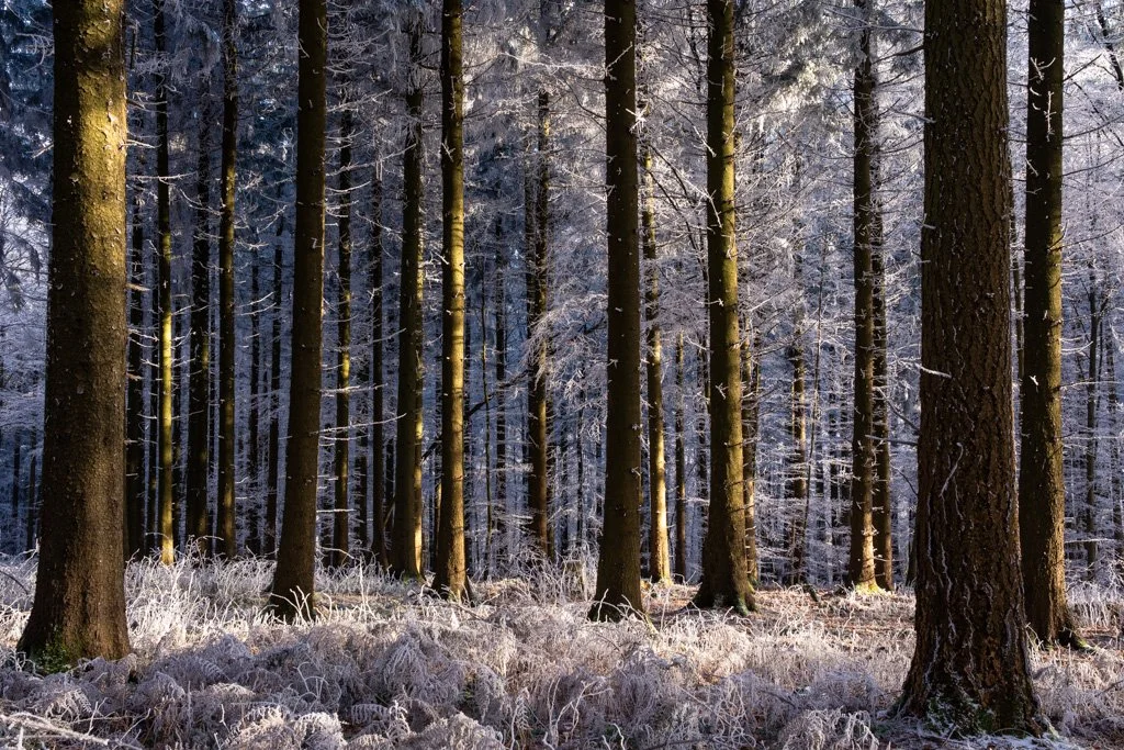 20241231-3214 Winterwald