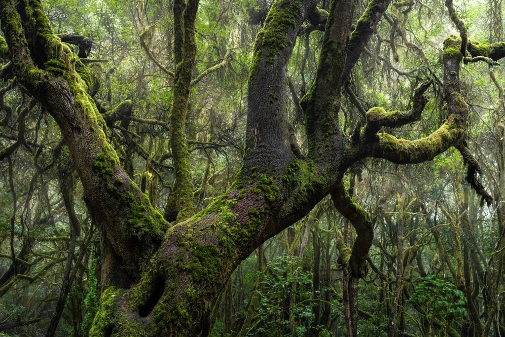 20230128-4543 Baum im Lorbeerwald, Laurisilva