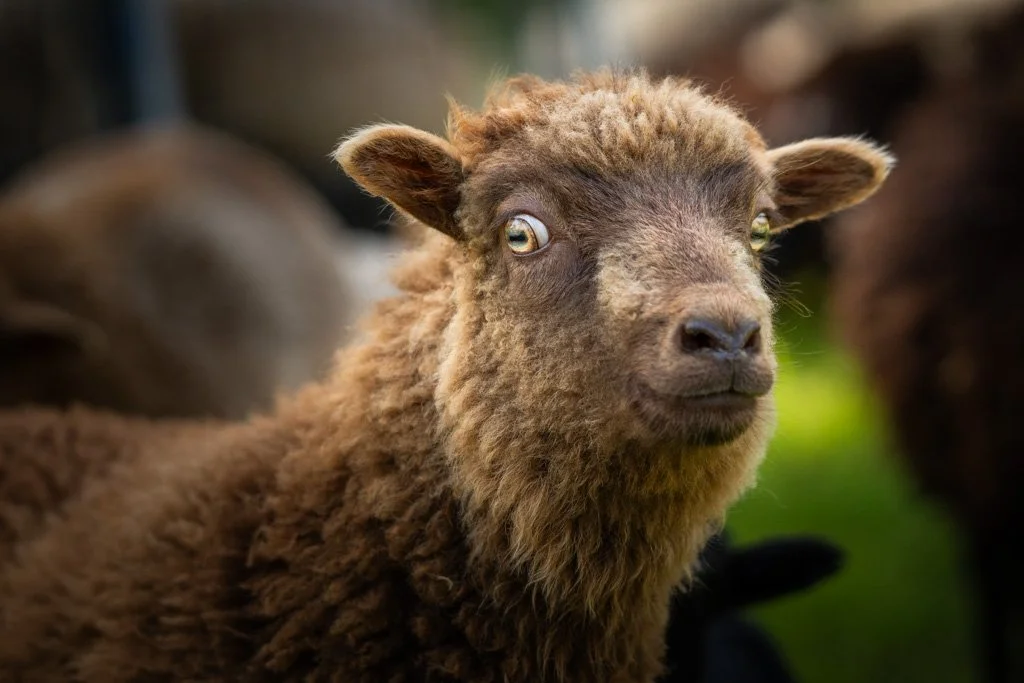 20230501-5138 Ouessantschaf, schaf,  ushant sheep, ouessant sheep, portrait, kopf