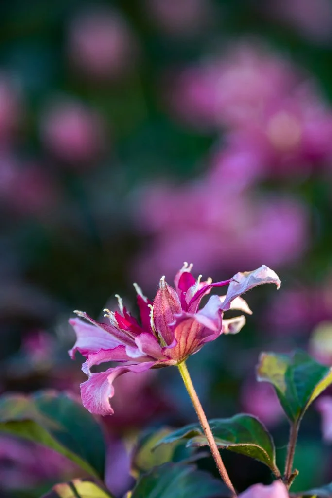 20210530-5416 Clematis, blüten, pink, blossom, garten, garden