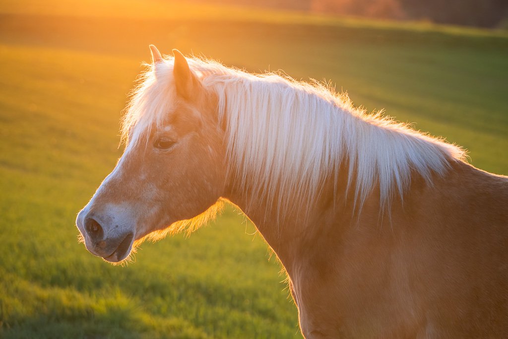 Pferd, Pony, Haflinger, Portrait, Fuchs, Lichtfuchs, Gegenlicht