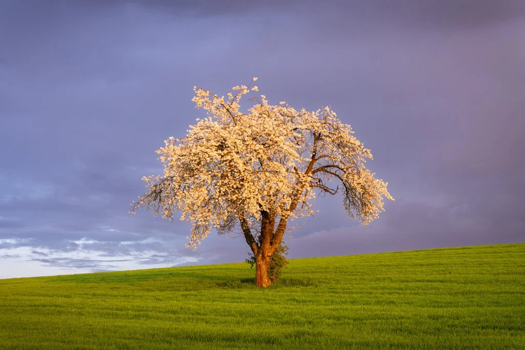 20230421-4726 blühender Obstbaum mit Abendhimmel