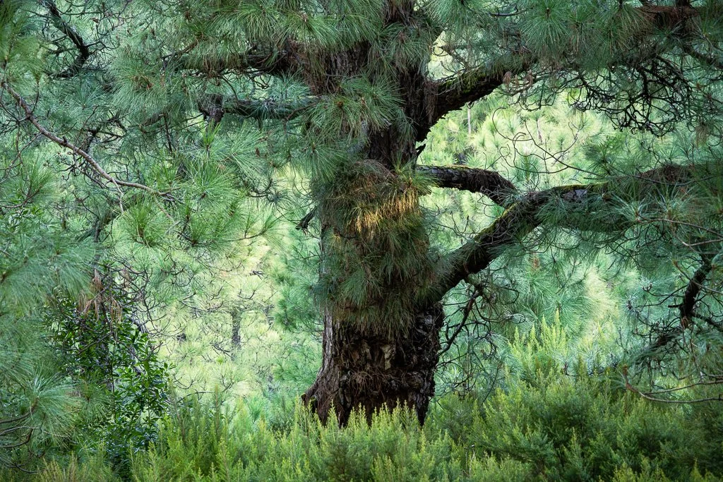 20260123_2020_Baum_Kanarische_Kiefer_La_Palma_Pino_canario_Islas_Canarias_Kanarische_Inseln_Wald_pinera.jpg