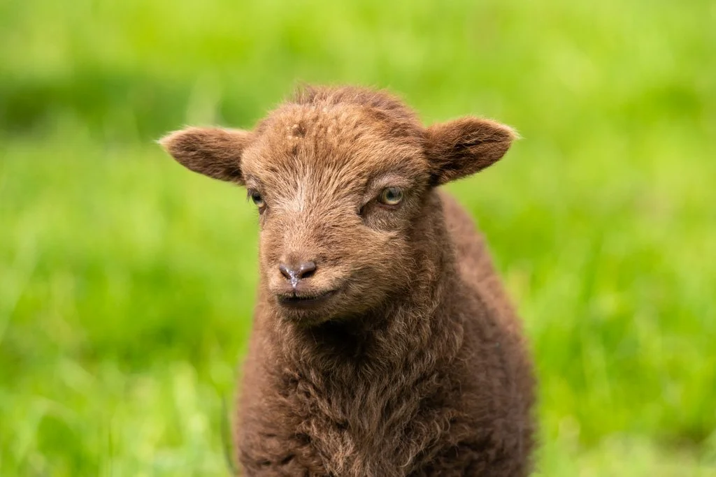 20230501-4834 Lamm, Ouessantschaf, lamb,  schaf, lamm, ushant sheep, ouessant sheep, portrait, kopf