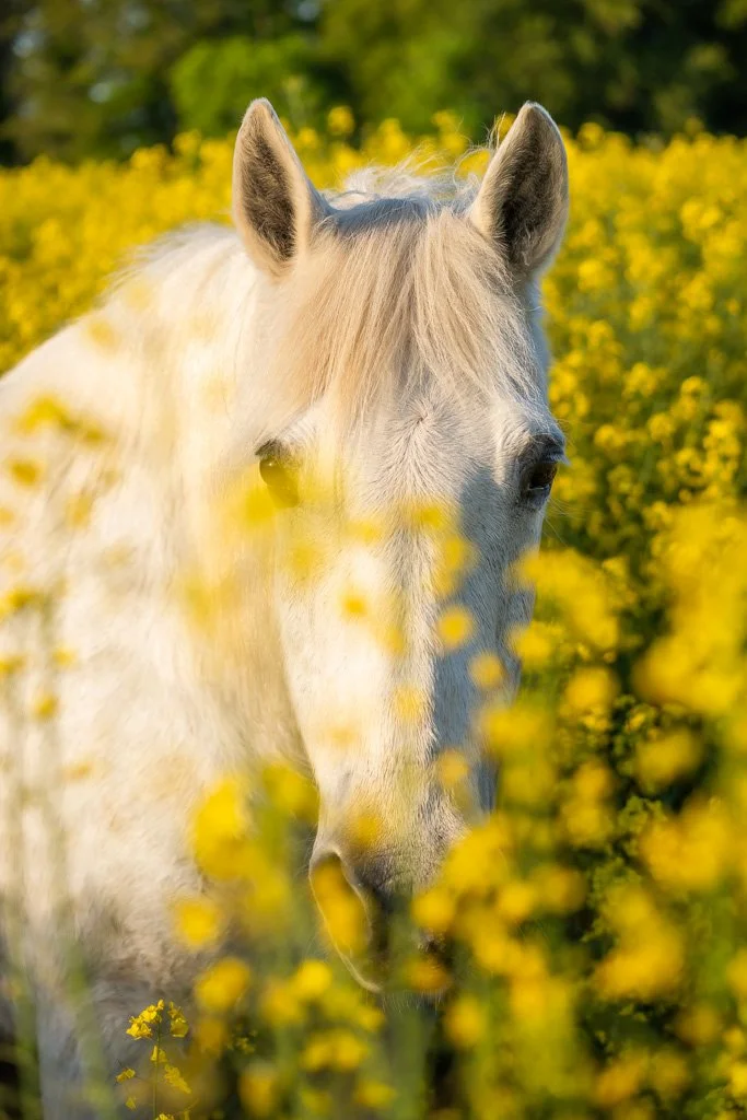 20260502_1419 Pferd, Warmblut, Schimmel, Portrait