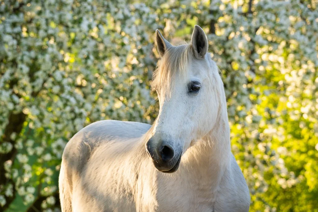 20260424_0973 Pferd, Warmblut, Portrait, Schimmel