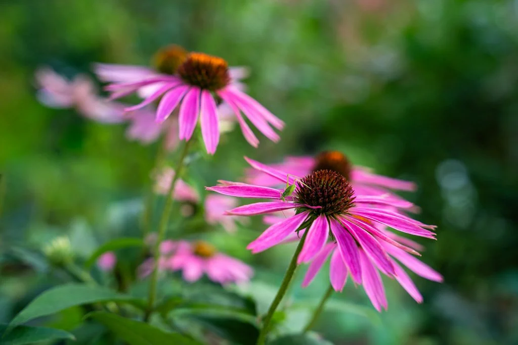 20240722-8190 Sonnenhut, Echinacea, rosa, pink