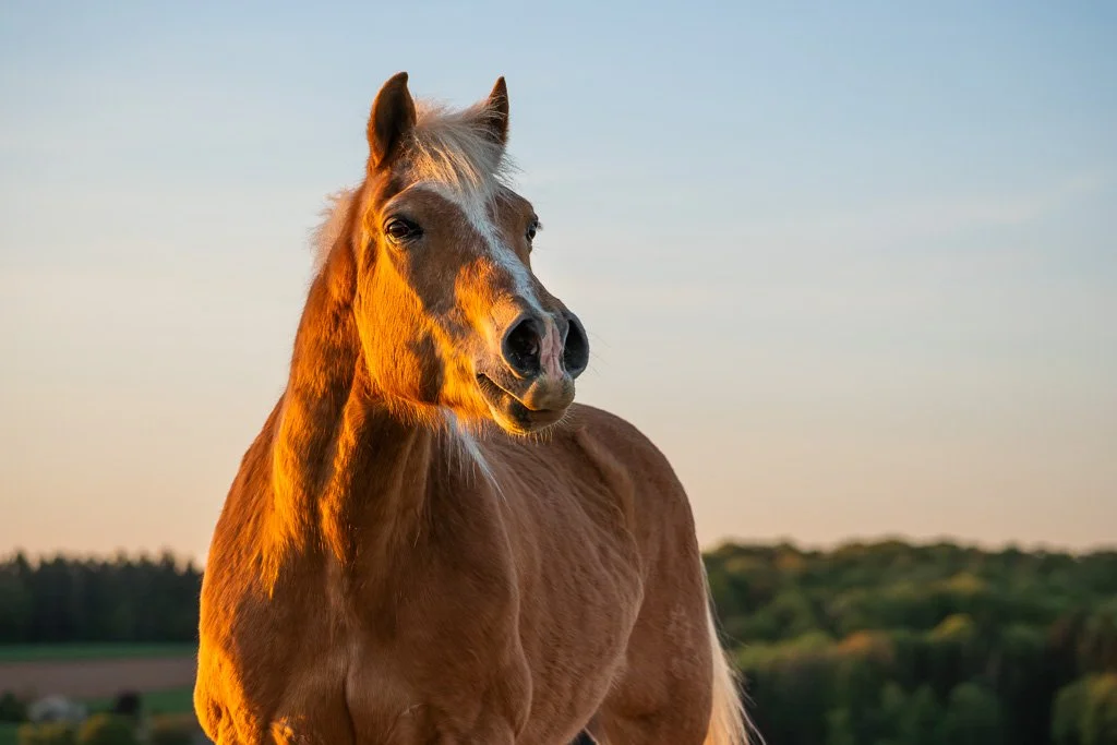 20260424_1099 Haflinger, Portrait