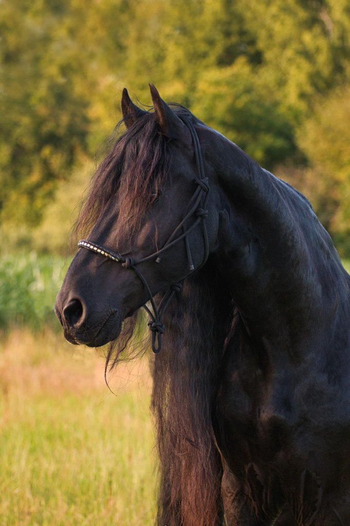 20210711-6382 Friesenhengst, pferd, horse, portrait, kopf, friese, friesian