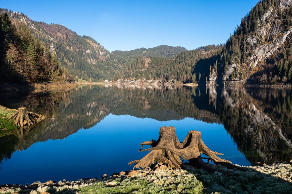 20221027-2119 Baumgestalten am Gosausee, Herbst