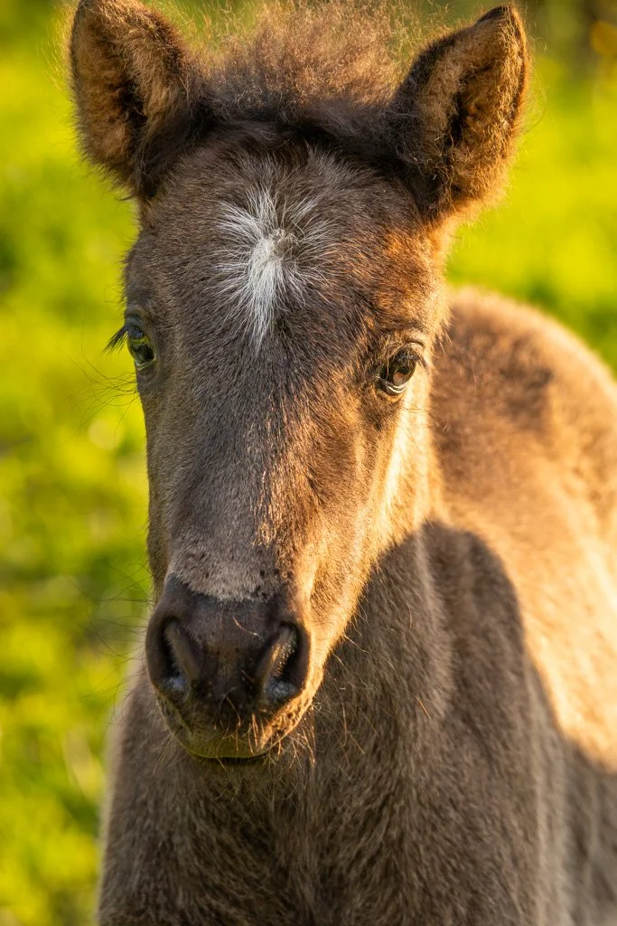 20230513-5557 Islandpferd, Fohlen, pony, icelandic horse, foal, portrait, kopf,