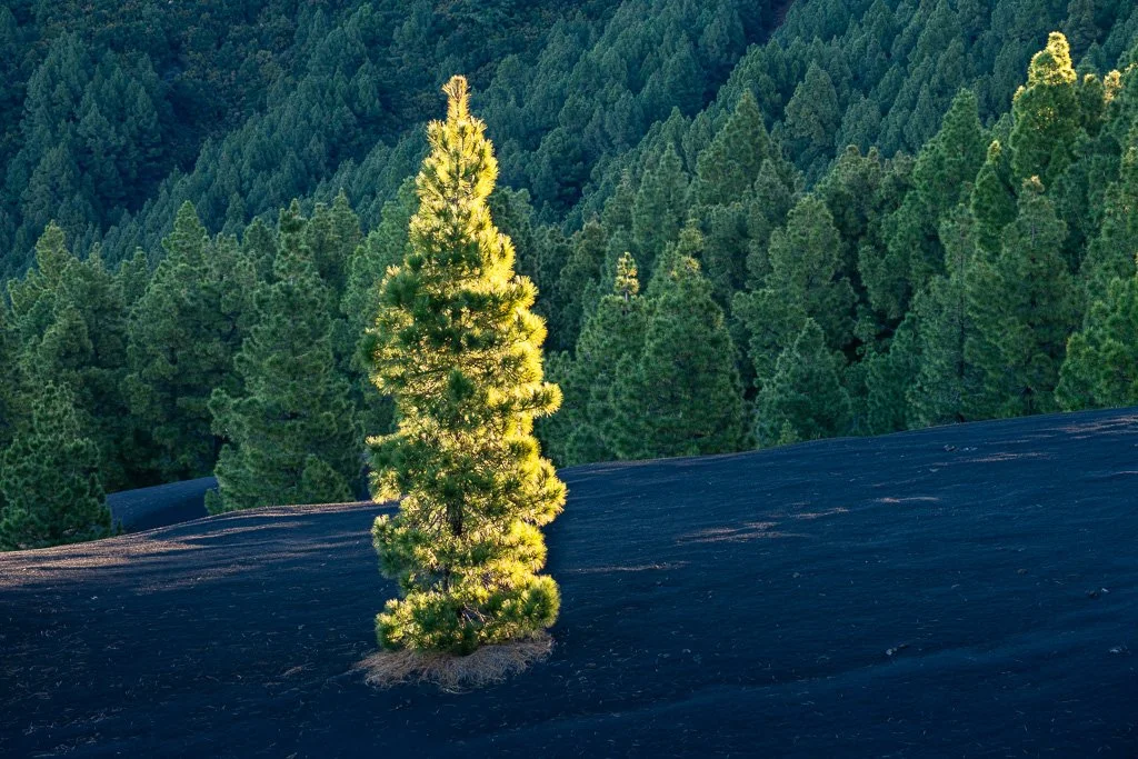 20260128_2335_Baum_Kanarische_Kiefer_La_Palma_Pino_canario_Islas_Canarias_Kanarische_Inseln_Wald_pinera.jpg