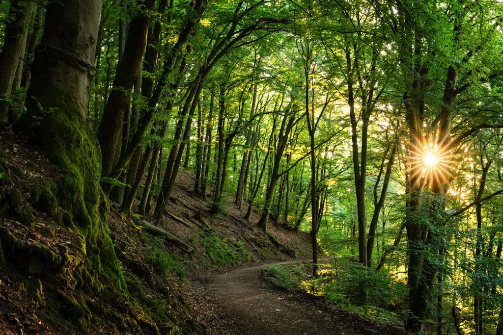 20220717-0952 Kleiner Odenwald, Wanderweg im Wald, Sonnenstern
