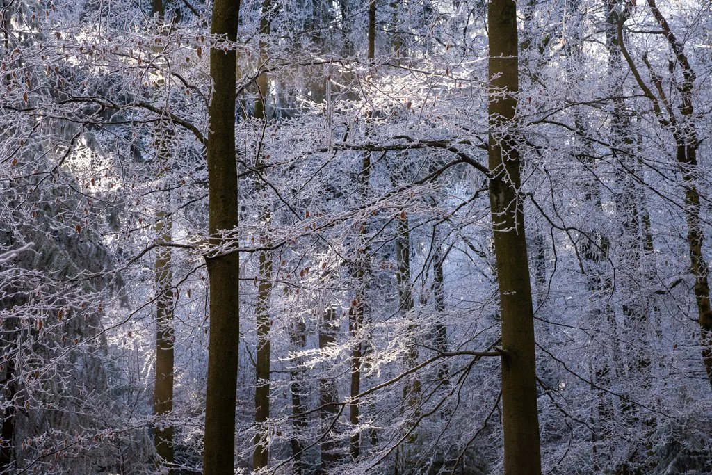 20241231-3151 Winterwald mit Raureif auf dem Königstuhl