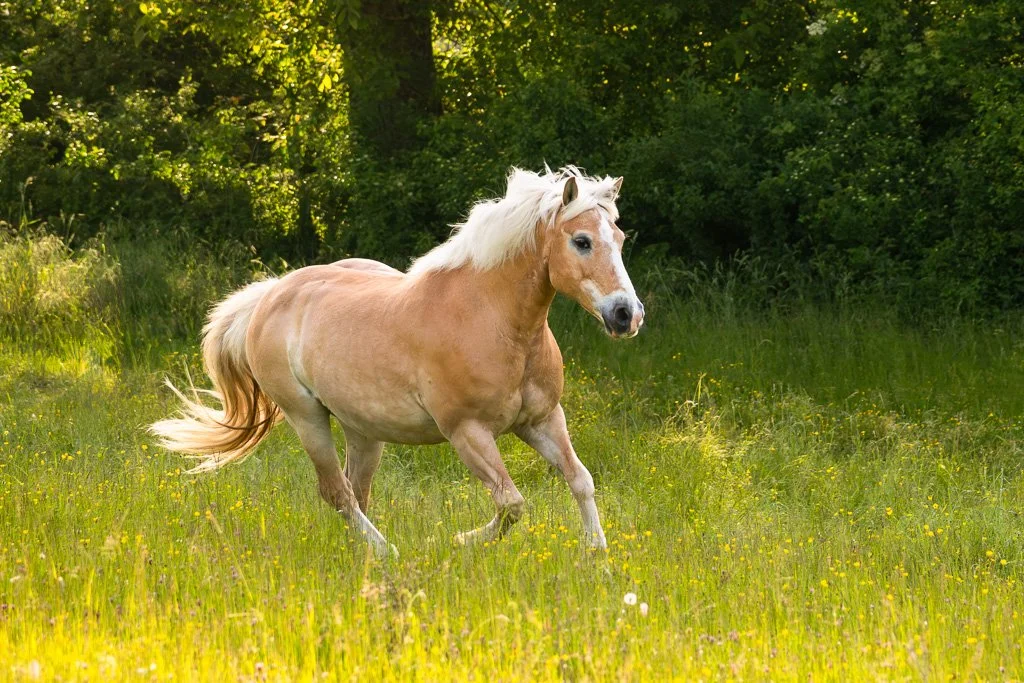 20260521_1696 Haflinger im Galopp
