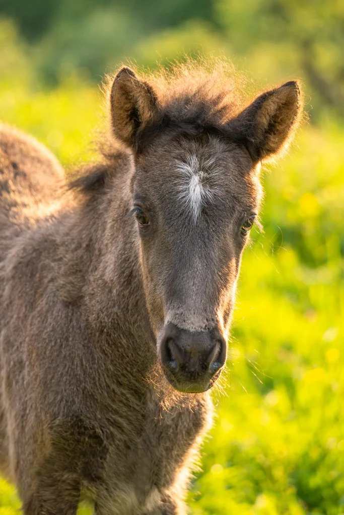 20230513-5546 Islandpferd, Fohlen, pony, icelandic horse, foal, portrait, kopf,