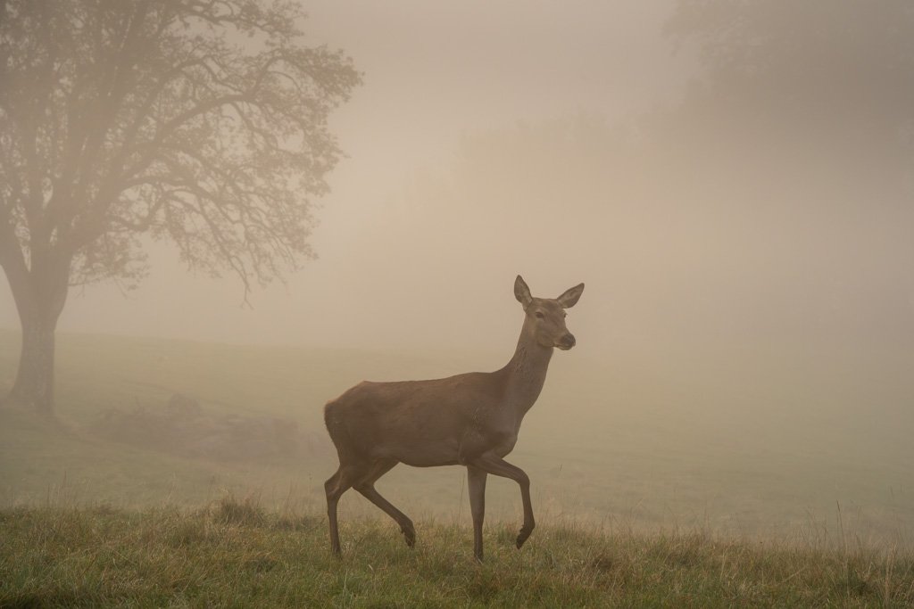20211029-0502 Rothirschkuh (Gehege), red deer hind, nebel, fog, mist, rotwild