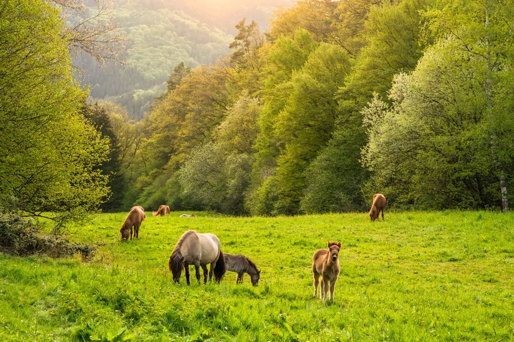 20230504-5443 Islandpferde auf der Weide, icelandic horse, herd, meadow, pony 