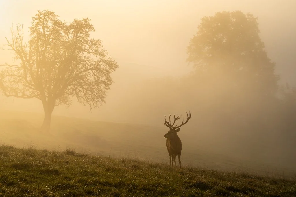 20211029-0538 Rothirsch (Gehege), hirsch, red deer, nebel, fog, mist, rotwild