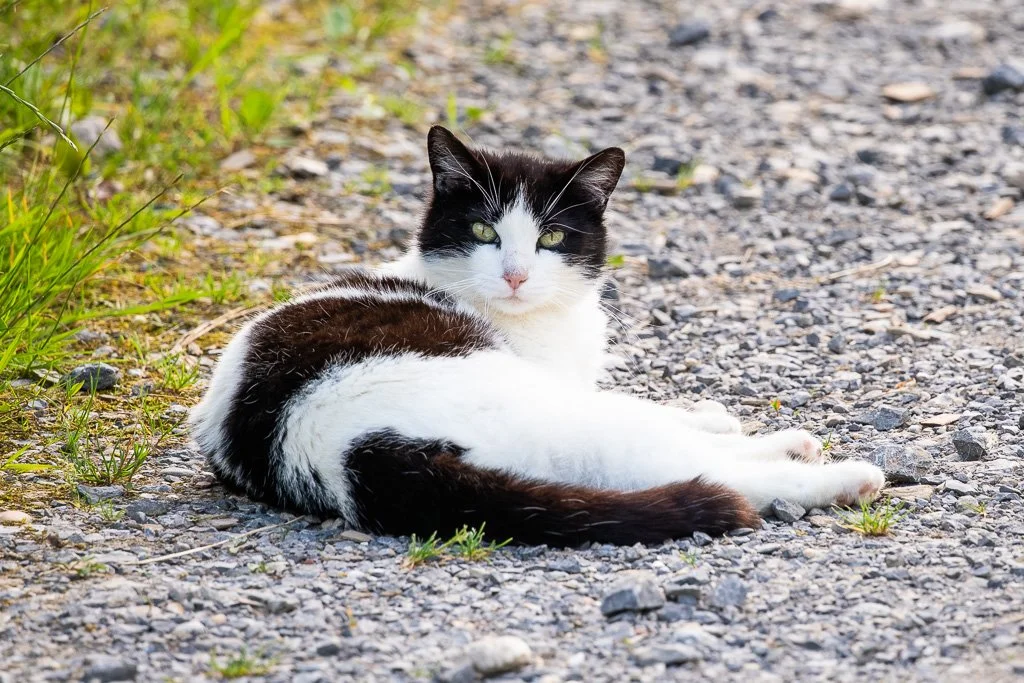 20260617-1989 schwarz-weiße 
Katze