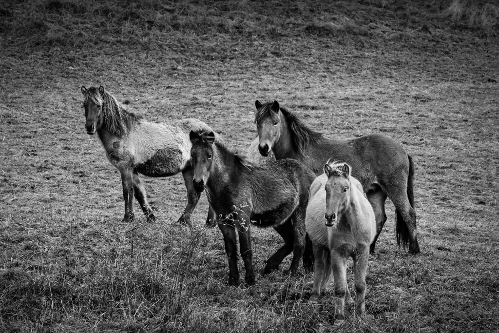 20211103-7267 Islandpferde auf der Weide, icelandic horses