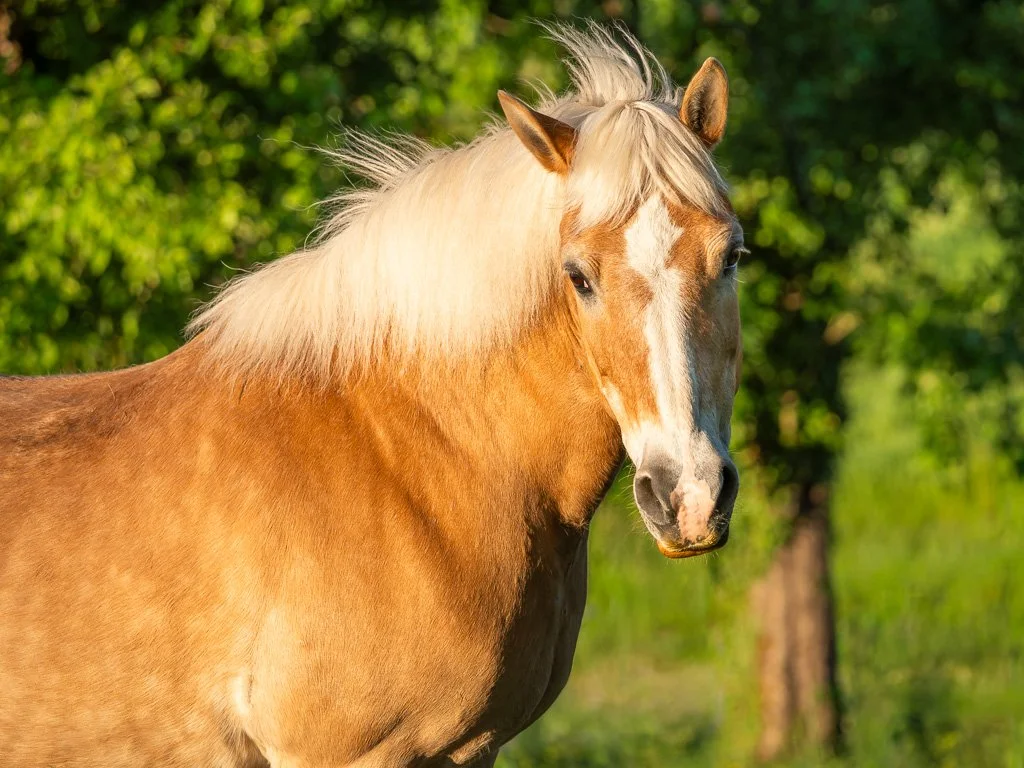 20260509_1584 Haflinger, Portrait