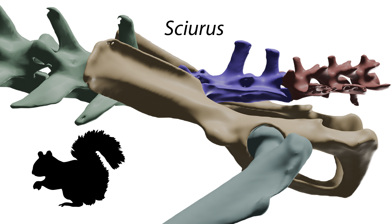 Diagram of a cheetah running showing position of major limb bones. An enlarged lumbar region about the cheetah shows how this region bends during a stride.